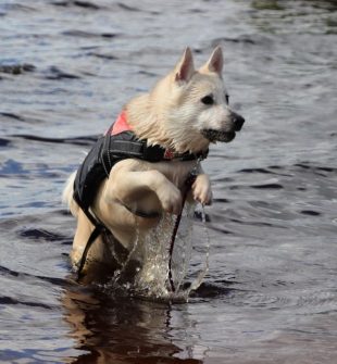 Hundesaks: Et vigtigt redskab til pelskærlighed