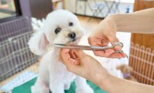 Hundesaks: sådan vælger og bruger du den rigtige