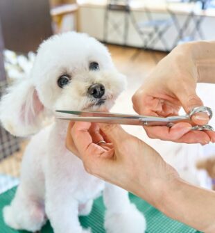 Hundesaks: sådan vælger og bruger du den rigtige