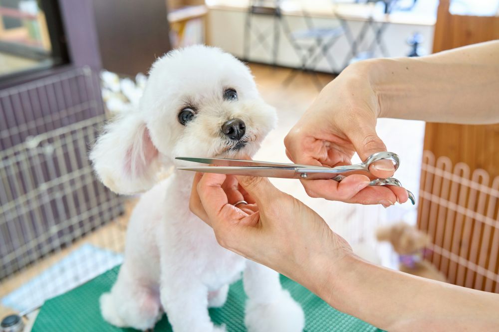 Hundesaks: sådan vælger og bruger du den rigtige